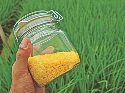 Hand holding glass jar with yellow rice against green paddy field