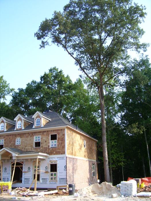 construction damaged tree