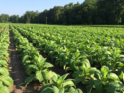 Rows of young green tobacco plants in a sunlit field with a tree line background