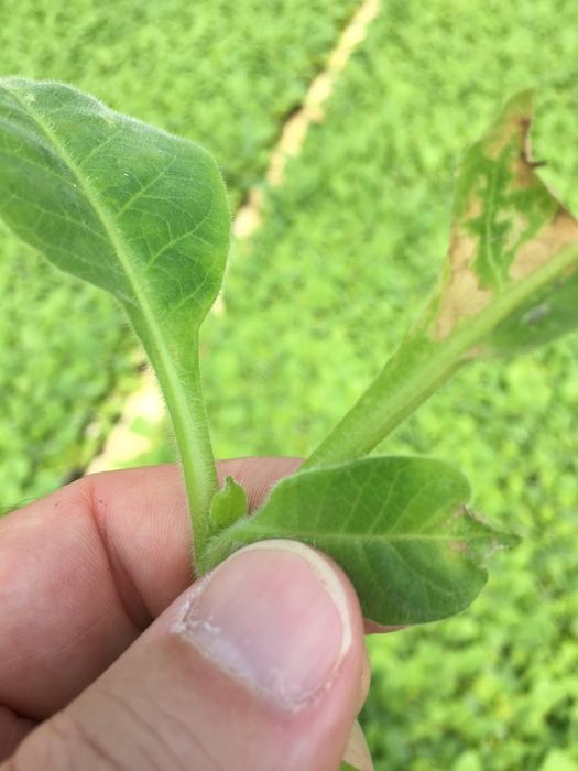 Calcium deficient seedlings