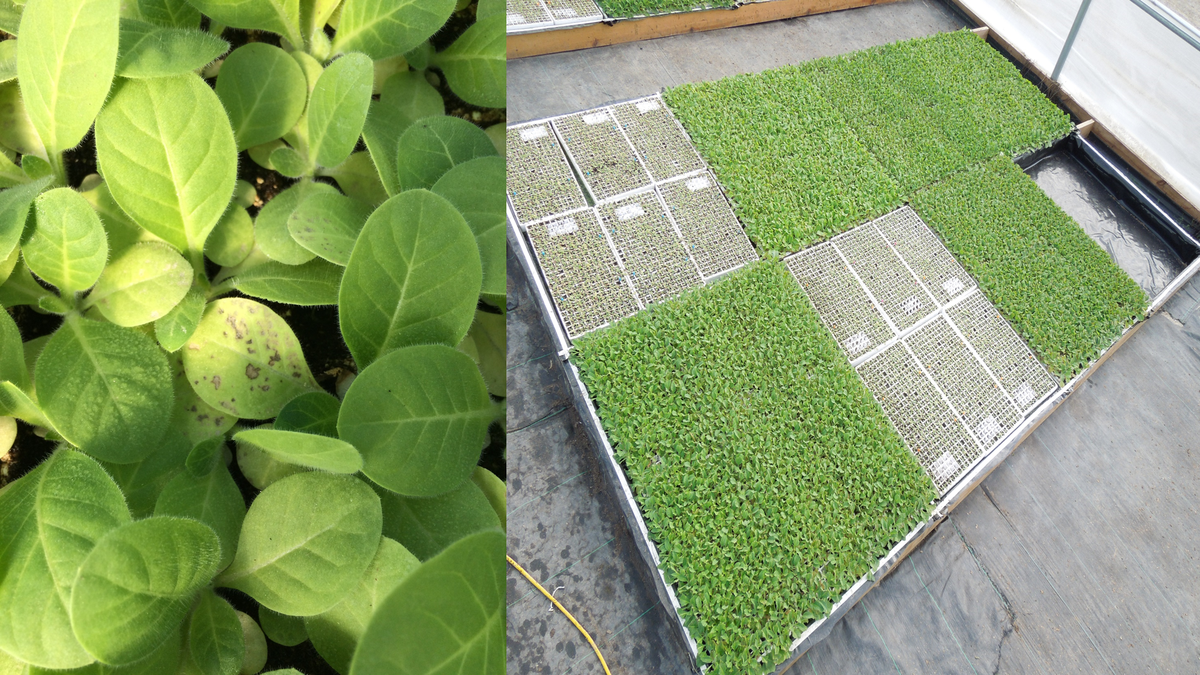 Seedling phosphorus deficiency (stunted plants with necrotic lesions on lower, older leaves) caused by delaying or under-supplying nutrients (left). Deficiency was corrected when fertilizer was applied at the correct rate. Failed seedling stand when phosphorus was not included in an organic fertilizer evaluation (right).