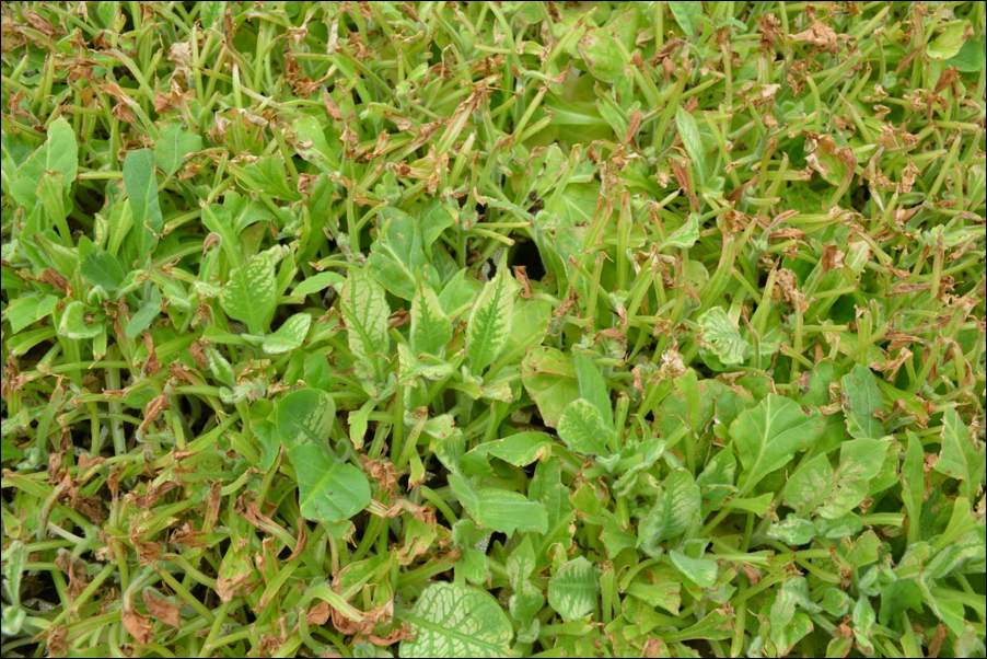 Severe heat injury of tobacco transplants (photo provided by Wayne Batten, retired NCCES)