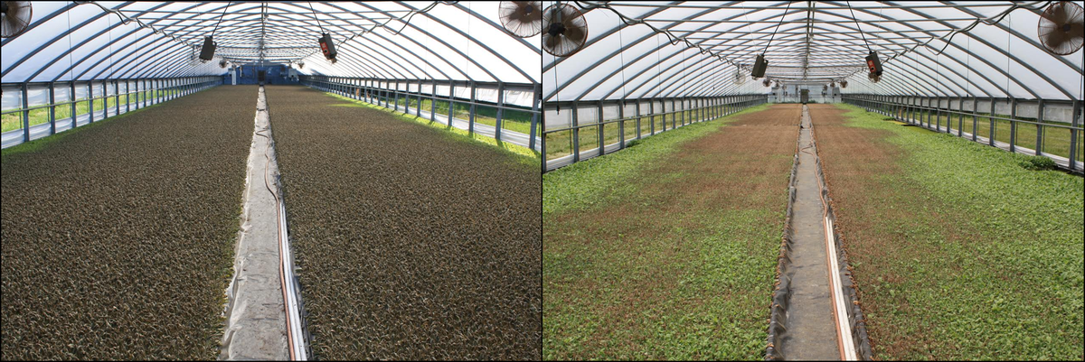 Figure 4a (left): Extreme heat injury after curtains failed to lower. Note that plans along the curtains are not injured, thus indicating that temperatures were moderated along the greenhouse wall. 4b (right): Seedling recovery from heat injury in the same house, green tissue growth is from suckers. All plants were unusable in this greenhouse.