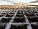 White seedling tray grid with soil-filled cells inside a greenhouse