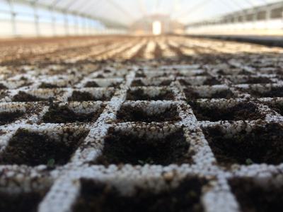 White seedling tray grid with soil-filled cells inside a greenhouse