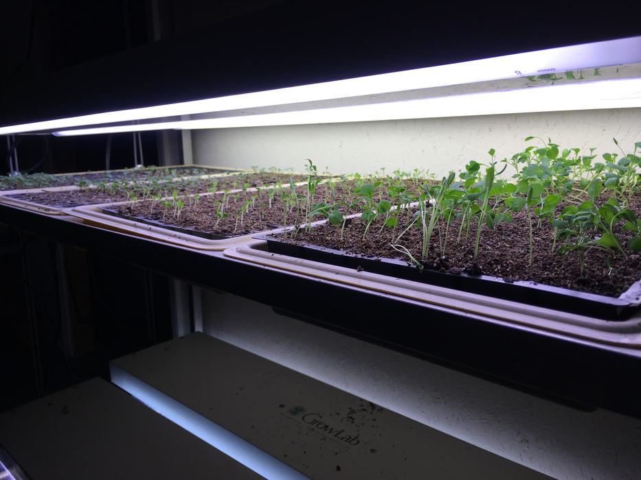 seedlings growing under a light