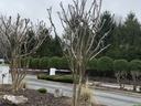perfectly pruned crape myrtles