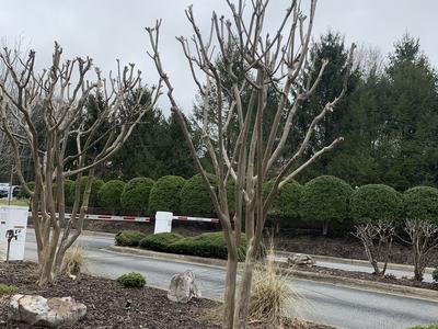 perfectly pruned crape myrtles