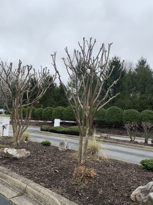 perfectly pruned crape myrtles
