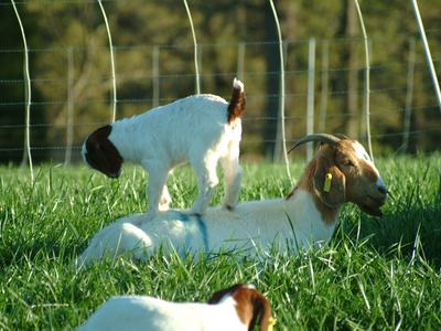 Kid standing on adult goat lying in grassy fenced pasture