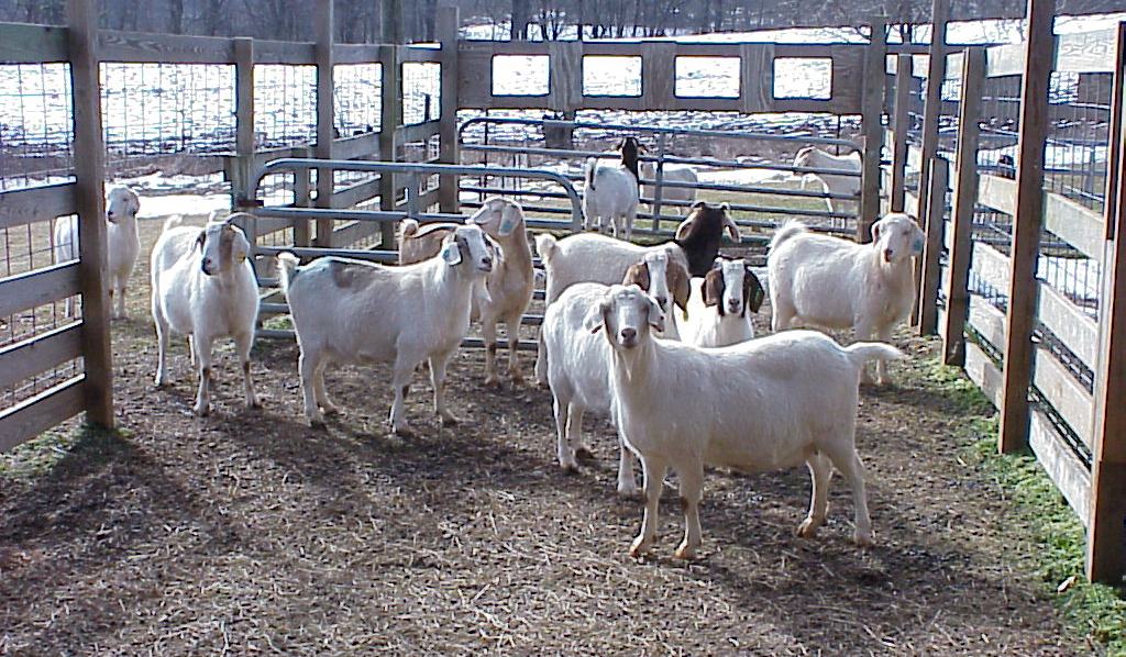 Care of Small Ruminants During Winter - Goats and Sheep | NC State ...