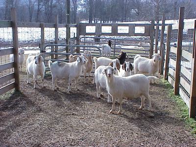 Group of white goats standing in a fenced outdoor pen