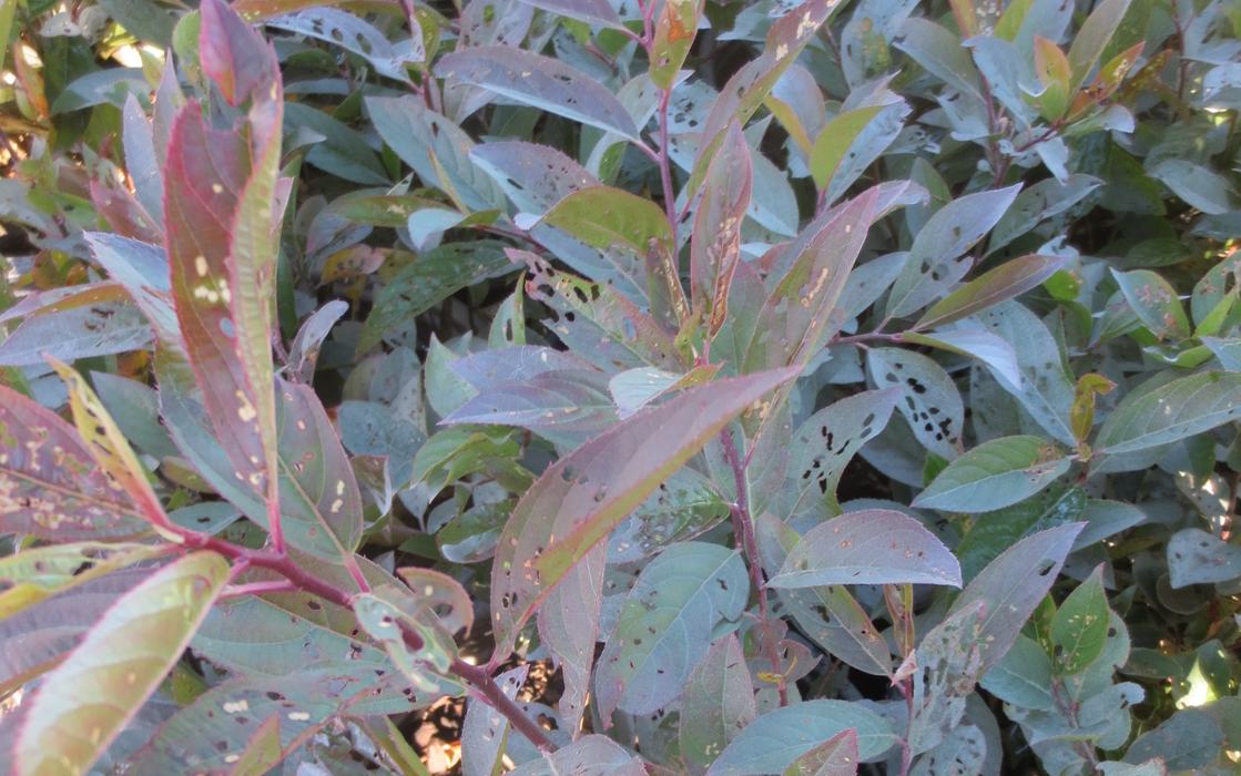 Red-headed flea beetle damage on leaves