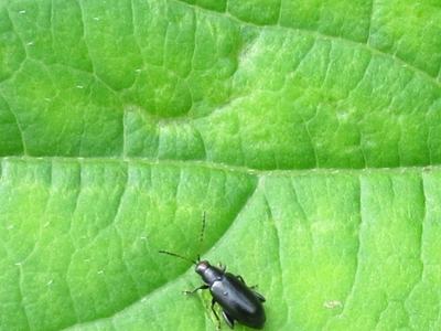 Small black beetle on a large green leaf with brown spots at the top