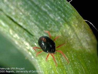 Black winter grain mite with red legs 