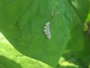 Cluster of pale insect eggs on a green leaf with a small brown insect nearby