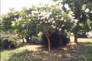 young crape myrtle
