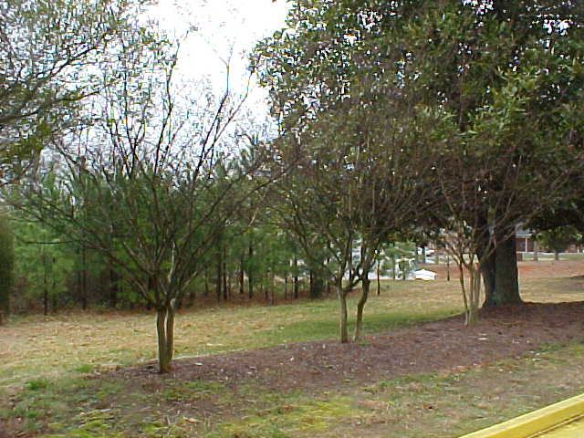 crape myrtle multi stemmed