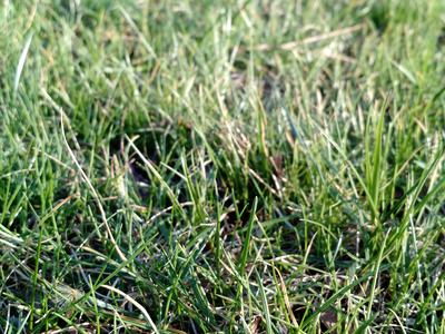 grass