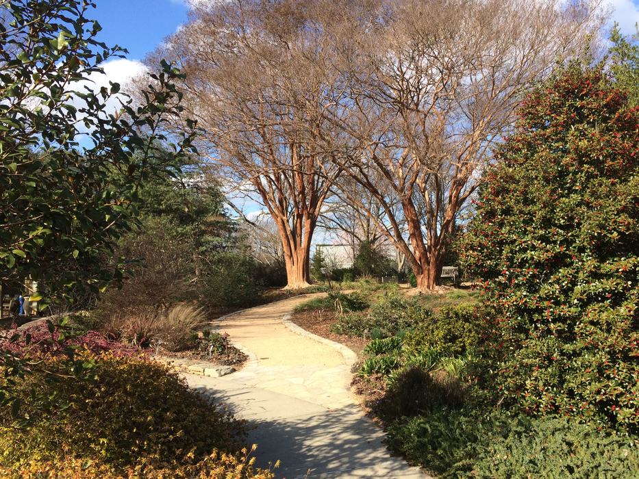 Massive crape myrtles
