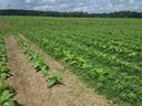Young tobacco plants in rows across a large cultivated field under cloudy sky