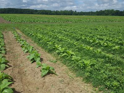 Young tobacco plants in rows across a large cultivated field under cloudy sky