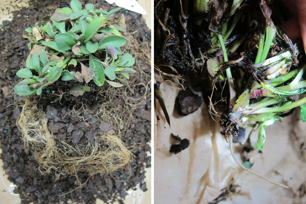 Whole plant with lower leaf symptoms, and close-up of blackened, decayed stem bases