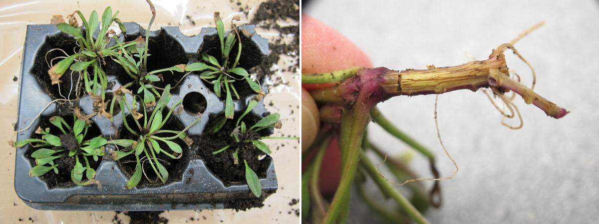 Tray with several small plants; cutaway view of lower stem of one of them