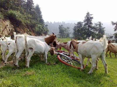 Goats gathered around a fallen bicycle on a grassy hillside