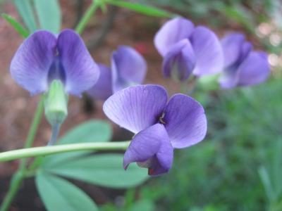 Cluster of purple pea-family flowers with curved petals on green stems