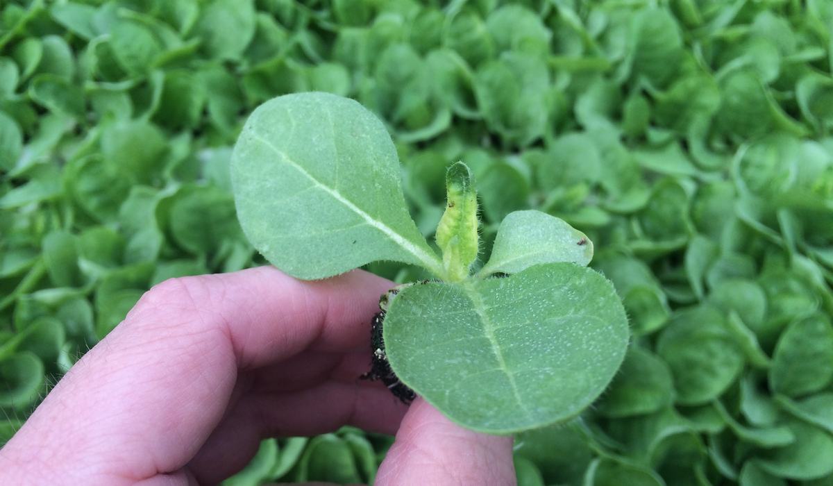Quick Note on Cold Injury and Boron Deficiency in the Greenhouse - Tobacco  Growers Information