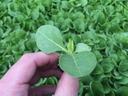 Hand holding a small green seedling with two round leaves above a tray of seedlings