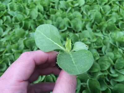 Hand holding a small green seedling with two round leaves above a tray of seedlings