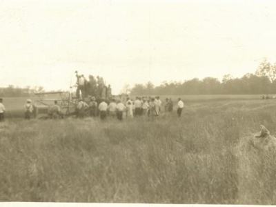1929 combine harvesting wheat