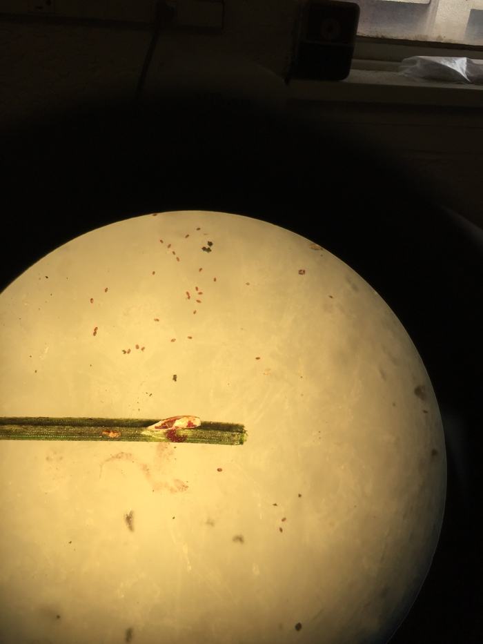 Pine needle scale with cover removed to show eggs beneath