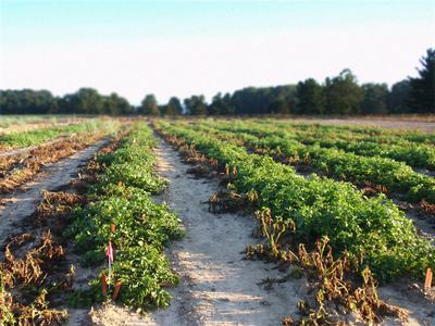 Rows of green crops with dirt paths and a small red marker flag