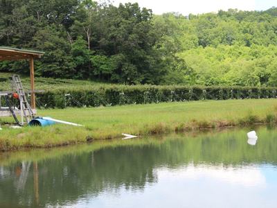 Small wooden dock with ladder and hose next to a pond, grassy shore and tree-lined background