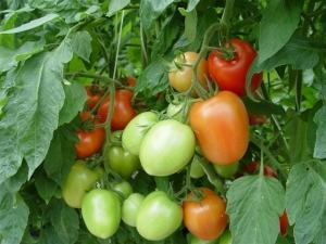 NC EBR-3 tomatoes