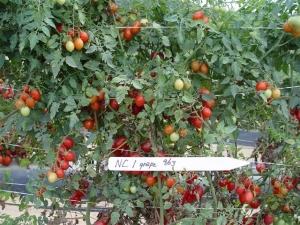 NC 1 grape tomatoes