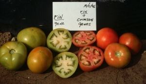 NC1rinEC tomatoes