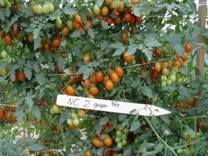 NC2 grape tomatoes