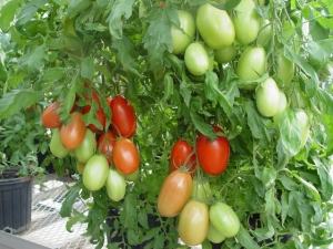 NC 30P tomatoes