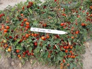 NC3 grape tomatoes
