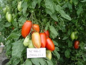 NC 946 tomatoes