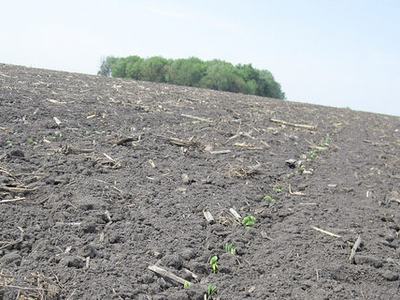 Plowed field with tiny seedlings sprouting in a row toward a distant tree line