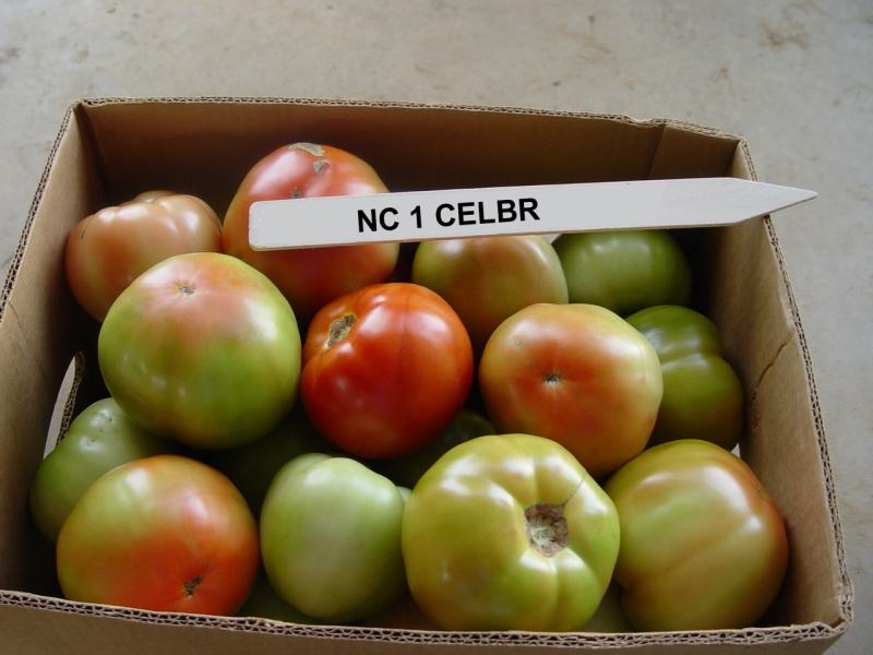 NC 1 CELBR tomatoes