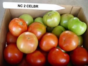 NC 2 CELBR tomatoes