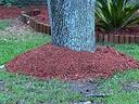Tree trunk with a ring of red mulch around its base on a grassy lawn