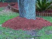 Tree trunk with a ring of red mulch around its base on a grassy lawn