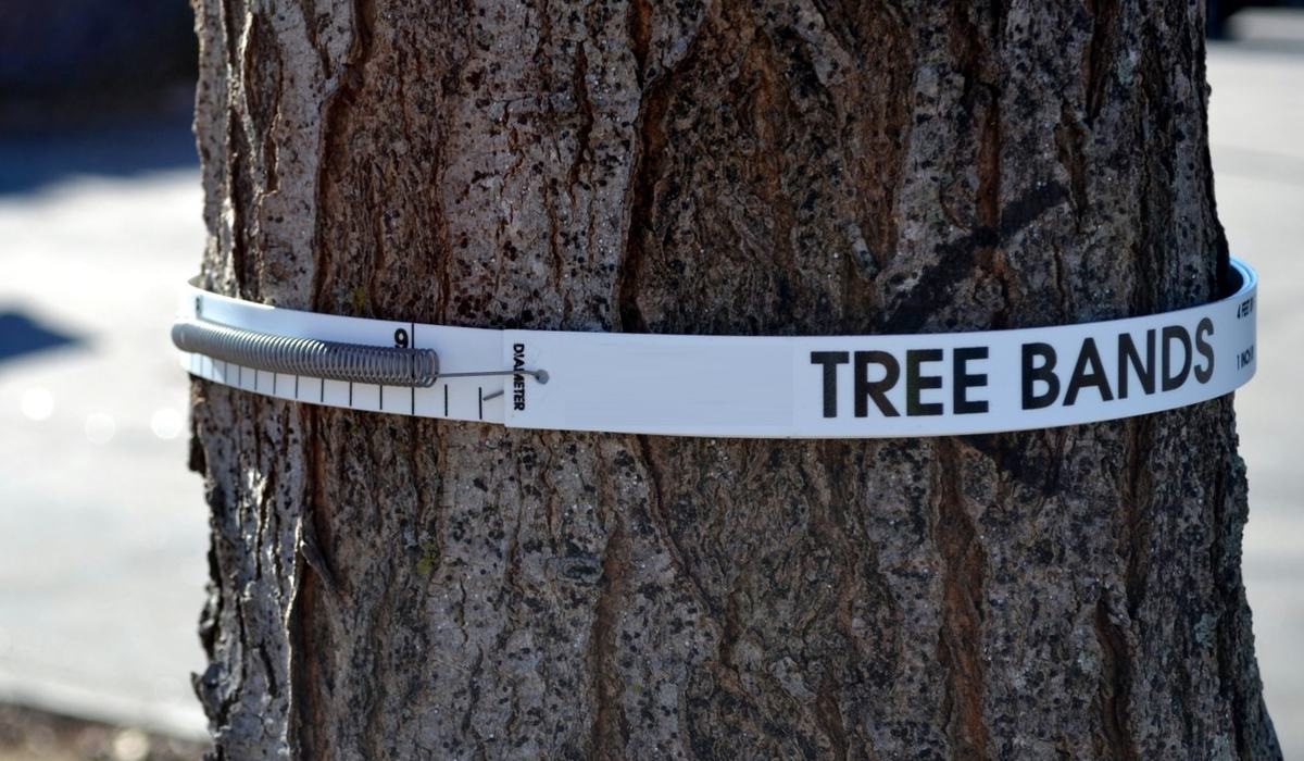 Tree Counterpoise New Citizen Science Project to Measure Tree Growth - Entomology | NC ...